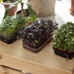 Como fazer horta em casa