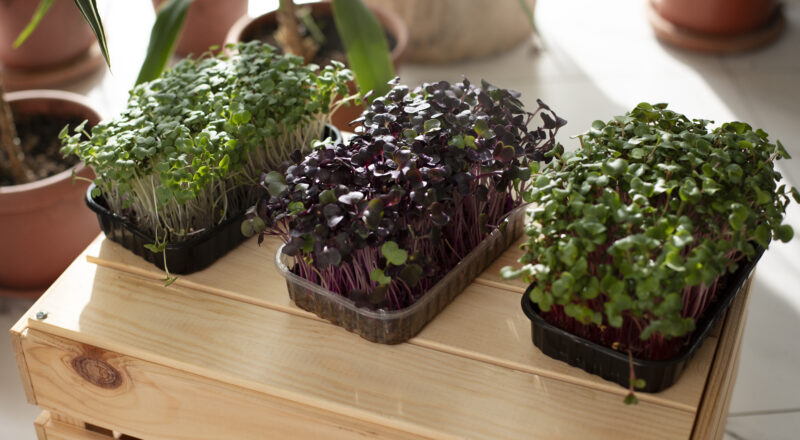 Como fazer horta em casa